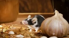 Mi a teendő, ha az egér elindult a lakásban?